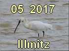 Illmitz